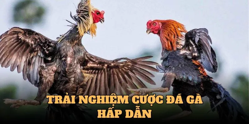 Trải nghiệm cược đá gà siêu hấp dẫn